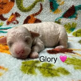 Glory - Parti female Poodle puppy in Greensburg, Kentucky from Doodle Me Crazy