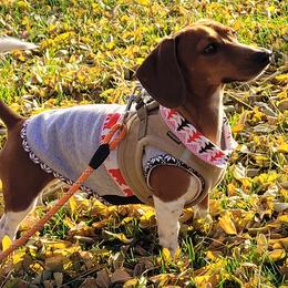 Dachshunds from Lucy’s Dachshund Home