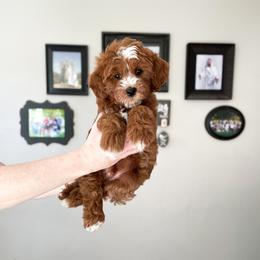 Cavapoo Puppies from Wonderful World Doodles