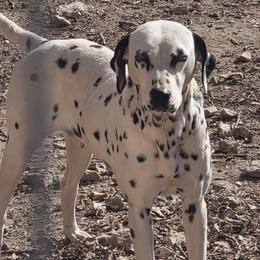 Luna - White and black female Dalmatian puppy in Thayer, Missouri from Spotty Bottom Dalmatians