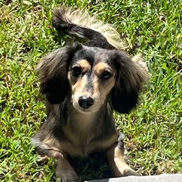 Pilly - Dachshund