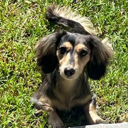 Pilly - Dachshund