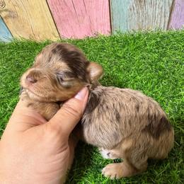 Hazel - Liver female Miniature Schnauzer puppy in Lufkin, Texas from C&K’s Schnauzer House