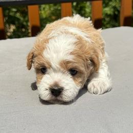Lenny - Chocolate and white male Havapoo puppy in Loveland, Colorado from Littledoodles2love