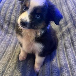 Julia - Black tri female Toy Australian Shepherd puppy in Union Grove, North Carolina from Grove Farm