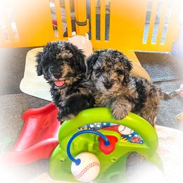 Goldendoodle Puppies from Texas Bella Doodles
