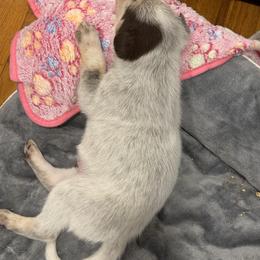 Border Collie Puppies from Hidden Creek