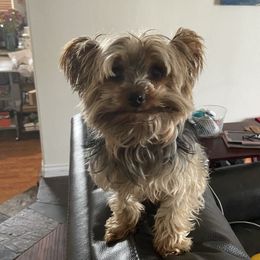 Watson - Yorkshire Terrier
