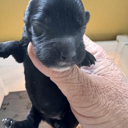 Trixie - Black female English Cocker Spaniel puppy in Elko, Georgia from HillTop Brittany Kennel