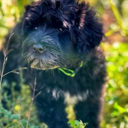 Portuguese Water Dog Puppies from Yellowstone Porties