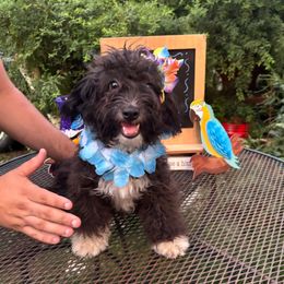 Violet - Black and white female Aussiedoodle puppy in Hopkins, Missouri from Mowry Creek Mini Aussiedoodles and More