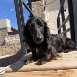 Solid Black Female, AKC - Black female Dachshund puppy in El Paso, Texas from IVK9's Dachshunds