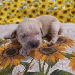 Boy 1 - Light golden male Golden Retriever puppy in Lawtey, Florida from Rise and Shine Goldens