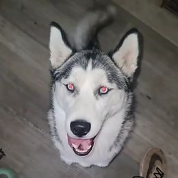 Slava - Siberian Husky