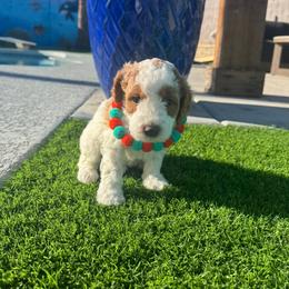Goofy - Parti male Goldendoodle puppy in Phoenix, Arizona from Amore Doodles & Poodles