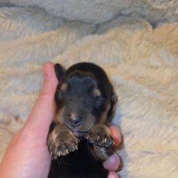 Lilly - Black and cream female Dachshund puppy in West Plains, Missouri from Spring Creek Dachshunds