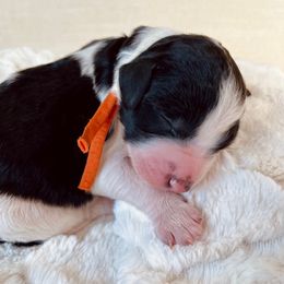 Goldendoodle and Sheepadoodle Puppies from Maplesierradoodles