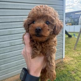 Blue - Red  male Poodle puppy in Bessemer City, North Carolina from JJs Puppies of the Carolinas