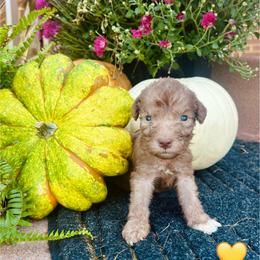 Yellow Collar Female - Liver female Bedlington Terrier puppy in Leesburg, Virginia from LAMZ Bedlington Terriers