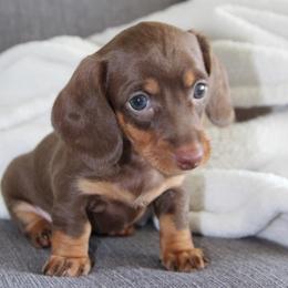Piper - Chocolate and tan female Dachshund puppy in Daytona Beach, Florida from Tropic Dachshunds