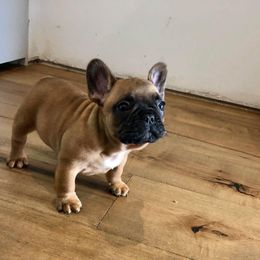 Bulldog and French Bulldog Puppies from Sweet N Lo Bulldogs