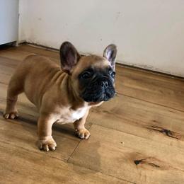 Bulldog and French Bulldog Puppies from Sweet N Lo Bulldogs