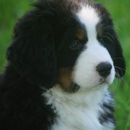 Bernese Mountain Dog Puppies from Lonesome Pine Farm