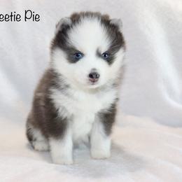 Sweetie Pie - Blue female Pomsky puppy in Denham Springs, Louisiana from Bayouland Pomskies