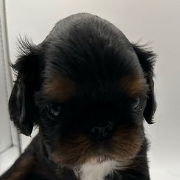 Stitch - Black and tan male English Toy Spaniel puppy in Pennsylvania from Enchanting Charlies