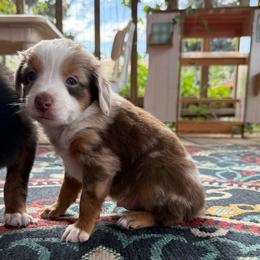 Case - Red merle male Toy Australian Shepherd puppy in Dayton, Washington from Columbia Coast Toy & Mini Aussies