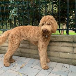 Daisy - Goldendoodle