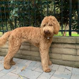 Daisy - Goldendoodle