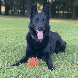 Harley Quinn - German Shepherd