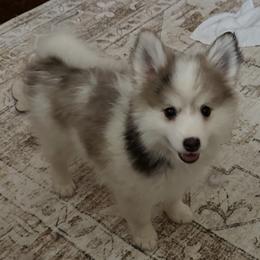 Boy 2 (multi color Pie-bald) - Silver and white male Pomsky puppy in Leesburg, Virginia from Capital Poms & Pomskies