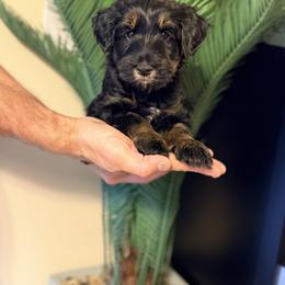 Travel - Orange - Phantom male Bernedoodle puppy in Charleston, South Carolina from Palm Belle Doodles