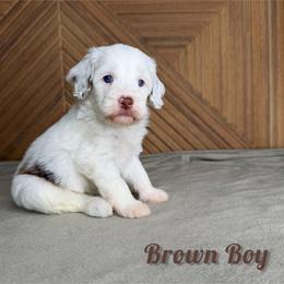 Brown boy - Chocolate merle male Bernedoodle puppy in Modesto, California from Two Doods Doodles