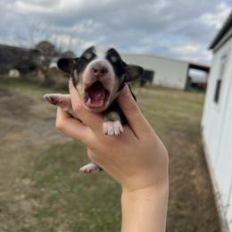 Luna - Black and cream female Dachshund puppy in Nashville, Arkansas from Cuddles n Curls