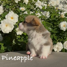 Pineapple - Pembroke Welsh Corgi puppy from Corgipuppystore