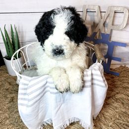 Bernedoodles, Bordoodles, and Poodles from Swan Field Farms