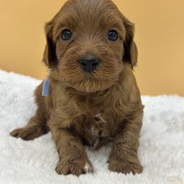 Light Blue - Red male Australian Labradoodle puppy in Sacramento, California from Adorable Labradoodle