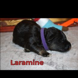 German Shepherd Puppies from Walker Family Shepherds LLC