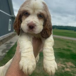 Billy - Lemon and white male English Springer Spaniel puppy in Morrilton, Arkansas from Triple M Farms & Springers