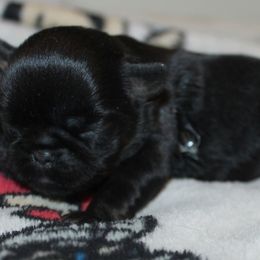 Ariel - Black and tan female Brussels Griffon puppy in Huntsville, Alabama from Tammy's Brussels