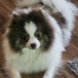Amora - Pomeranian