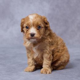 Cali - Red female Cavapoo puppy in Apple Creek, Ohio from Grandeur Valley Puppies