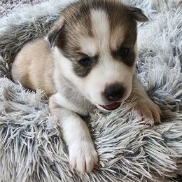 Siberian Husky puppies from Wild and Wonderful Siberian Huskies