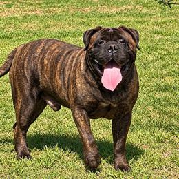 Atwater - Bullmastiff