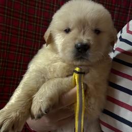 Yellow Collar Boy - Golden male Golden Retriever puppy in Garrison, Montana from Mattiaci Goldens