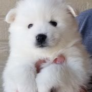 American Eskimo Dog Puppies from Lively Pups