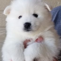 American Eskimo Dog Puppies from Lively Pups